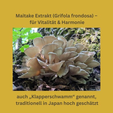 Maitake Vitalpilz Extrakt (Grifola frondosa)