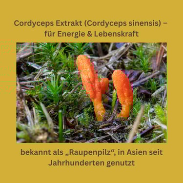 Cordyceps (Cordyceps sinensis) Vitalpilz Extrakt