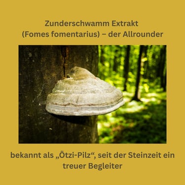 Zunderschwamm Vitalpilz Extrakt (Fomes fomentarius)
