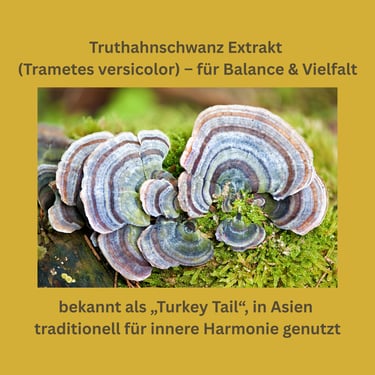 Truthahnschwanz Vitalpilz Extrakt (Trametes versicolor)