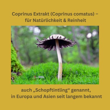 Coprinus Vitalpilz Extrakt (Coprinus comatus)