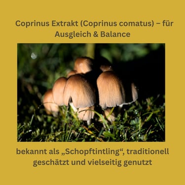 Coprinus Vitalpilz Extrakt (Coprinus comatus) – für Ausgleich & Balance