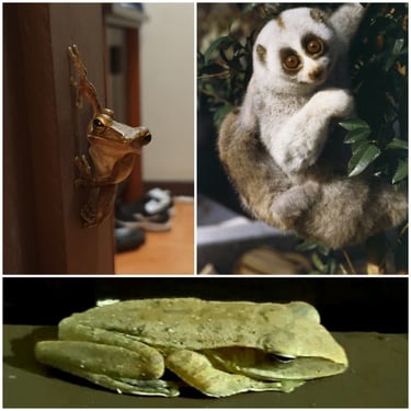 khao lak merlin resort wildlife