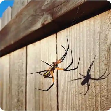 Rodent control near me