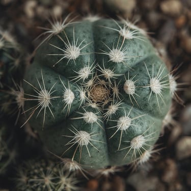 Astrophytum myriostigma Cactus