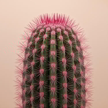 Echinocereus rigidissimus rubrispinus Cactus