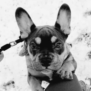 French Bulldog Puppy - black and white