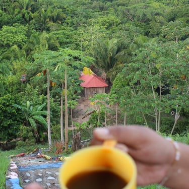 alt="Cafe en la sierra nevada de santa marta, ecohostal, turismo ecologico"