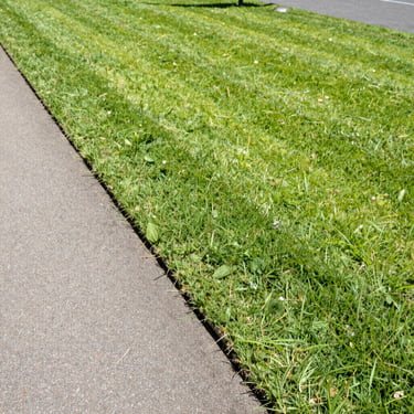 Manicured green lawn with sharp, clean edges next to a paved pathway in Perth, bright daylight, 35mm