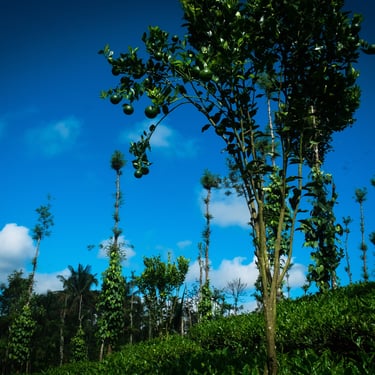 Orange Intercropping in Tea Garden