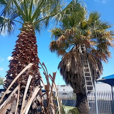 palm trimming cape town