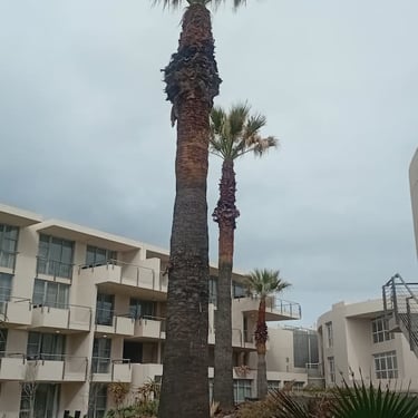 palm-trimming-services