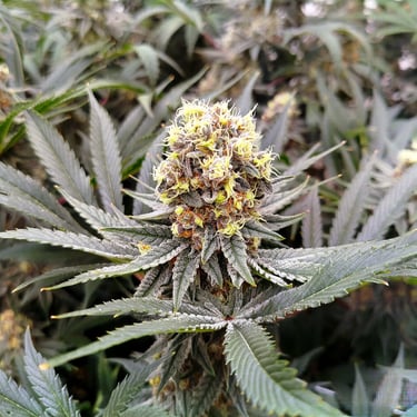 Fleurs de chanvre CBD naturelles et de haute qualité