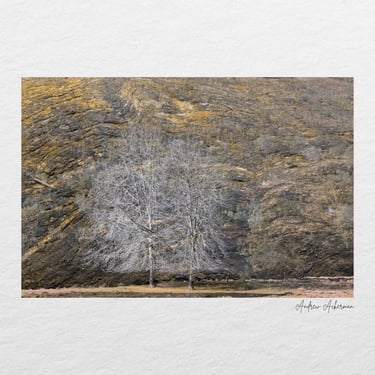 Two delicate white trees set against a rugged golden hillside, captured during the Swellendam Art and Photography Retreat.