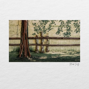 Misty trees and fence captured during the Swellendam Art and Photography Retreat.