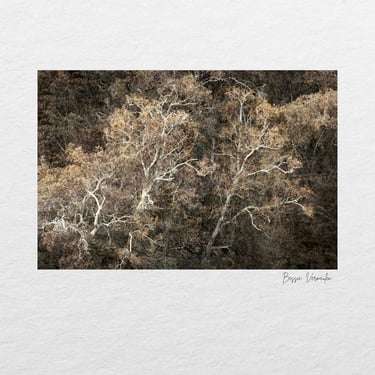Golden trees in a textured fine art style, created during the Swellendam Art and Photography Retreat.