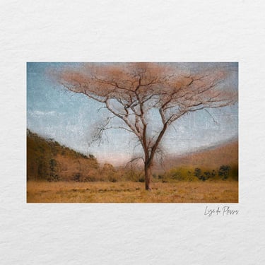 A lone tree with intricate branches set against a textured sky.