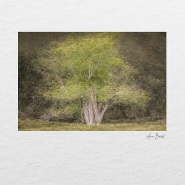 A luminous green tree in a soft, layered fine art style.