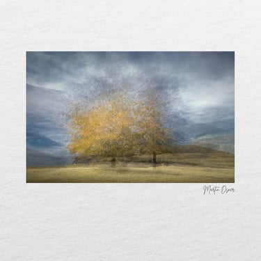 Golden autumn tree layered in a fine art style, captured during the Swellendam Art and Photography Retreat in South Africa.