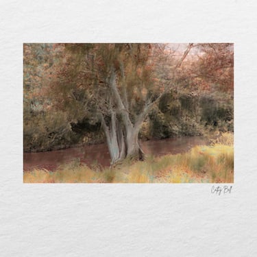 A twisted tree on the riverbank, photographed in South Africa.