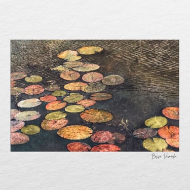 Fine art lily pads from the Swellendam Art and Photography Retreat, South Africa.