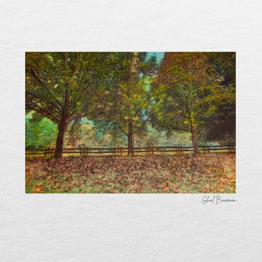 Sunlit trees and a rustic wooden fence captured in Swellendam.