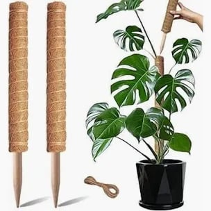 moss pole monstera