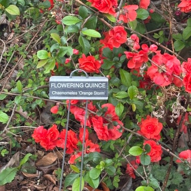 Flowering Quince at the Learning Garden