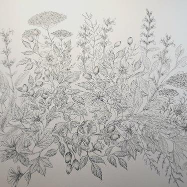 illustrazione di piante botaniche ad inchiostro