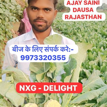 Farmer Ajay Saini from Rajasthan holds fresh NXG Delight cauliflower heads in a lush vegetable farm.