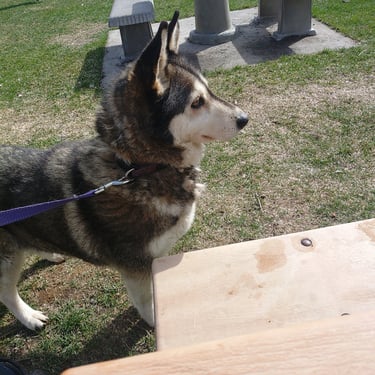 Tula the little adoptable Husky
