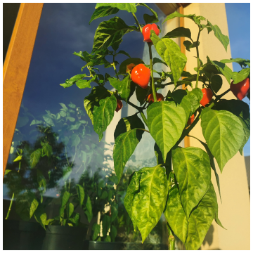 Raudonas habanero pipiro medis