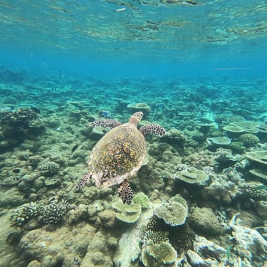 tortue de mer maldives plongée snorkeling