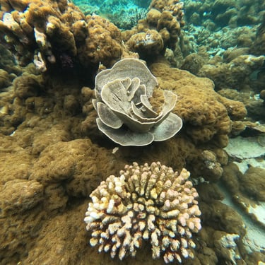 coraux plongée maldives