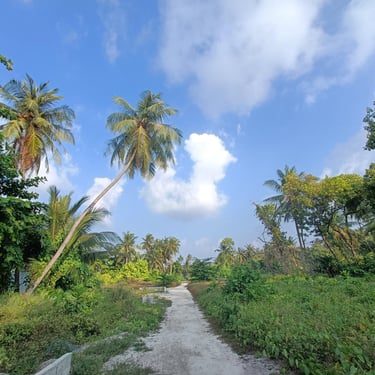 ile locale maldives palmiers forêt