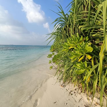 plage maldives palmiers