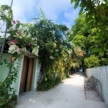 ile locale maldives palmiers