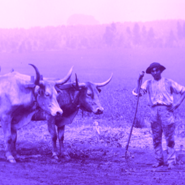 Foto Histórica das Colônias Agrícolas Paulistas, tratada em tons lilás.