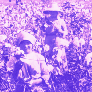 Foto Histórica das Colônias Agrícolas Paulistas, tratada em tons lilás.