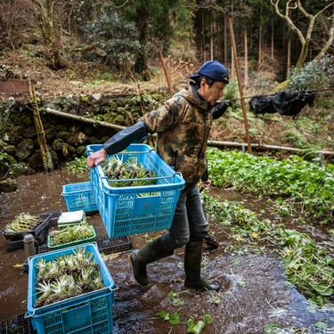 real wasabi harvesting
