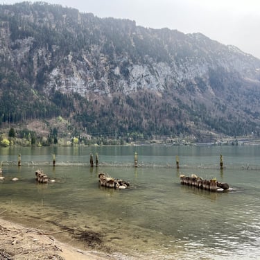 View of Lake Thun from inside the Weissenau Nature Reserve in Interlaken