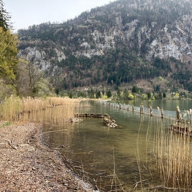 View of the wetlands along the shores of Lake Thun in the Weissenau Nature Reserve