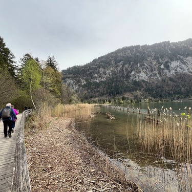 View of the boardwalk through the Weissenau Nature Reserve in Interlaken Switzerland
