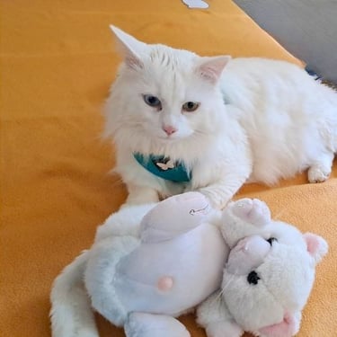 mediation-animale-chat-montbeliard