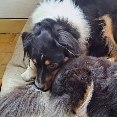 mediation-animale-chien-doubs