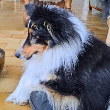 mediation-animale-chien-montbeliard