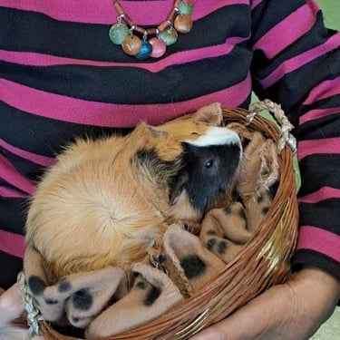 mediation-animale-cochon-d-inde-doubs