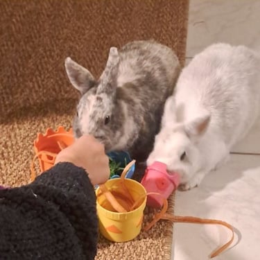 mediation-animale-lapin-montbeliard