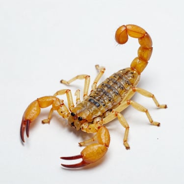 Macro photography of a yellow scorpion, Tityus serrulatus, isolated on a sterile white background, clinical studio lighting, sharp details on the stinger