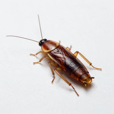 Scientific macro photography of a German cockroach on a clean, light sterile background, high contrast, sharp focus.